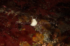 Onchidoris muricata
