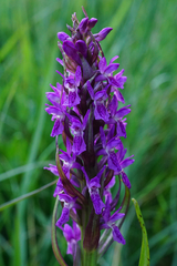 Dactylorhiza incarnata incarnata