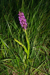 Dactylorhiza incarnata incarnata