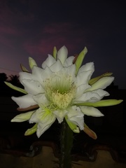 Cereus jamacaru jamacaru
