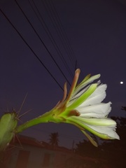 Cereus jamacaru jamacaru