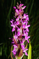 Dactylorhiza incarnata incarnata