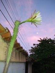 Cereus jamacaru jamacaru
