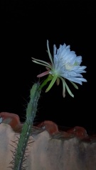 Cereus jamacaru jamacaru