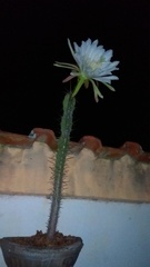 Cereus jamacaru jamacaru