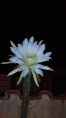 Cereus jamacaru jamacaru