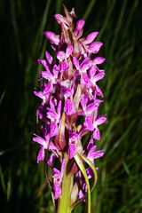 Dactylorhiza incarnata incarnata