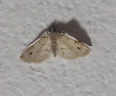 Neurophyseta
