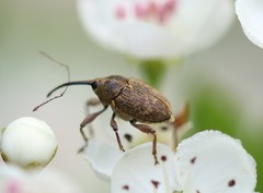 Curculio nucum