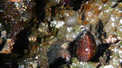 Monetaria caputdraconis