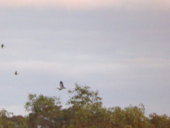 Microcarbo melanoleucos