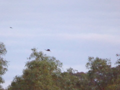 Microcarbo melanoleucos