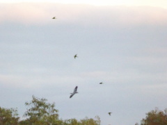 Microcarbo melanoleucos