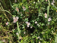 Rosa multiflora cathayensis