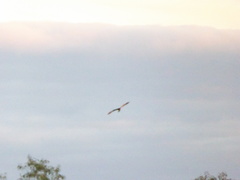 Microcarbo melanoleucos