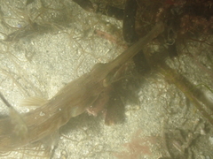 Syngnathus acus
