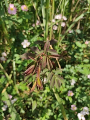 Rosa multiflora cathayensis
