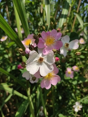 Rosa multiflora cathayensis
