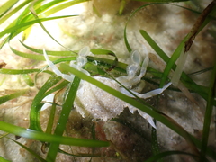 Liocarcinus marmoreus