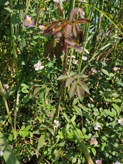 Rosa multiflora cathayensis