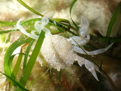 Liocarcinus marmoreus