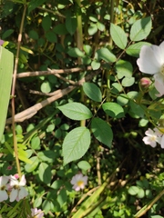 Rosa multiflora cathayensis
