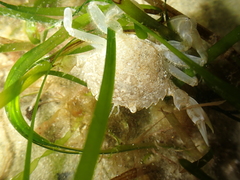 Liocarcinus marmoreus