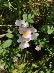 Rosa multiflora cathayensis