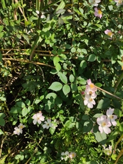 Rosa multiflora cathayensis
