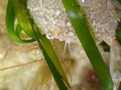 Liocarcinus marmoreus