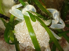 Liocarcinus marmoreus