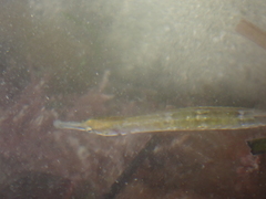 Syngnathus rostellatus