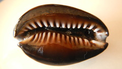 Monetaria caputdraconis