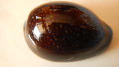 Monetaria caputdraconis