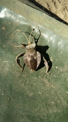 Oxypristis conspicuus