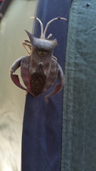 Oxypristis conspicuus