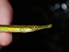 Syngnathus rostellatus