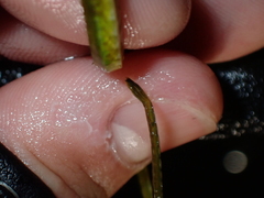 Syngnathus rostellatus