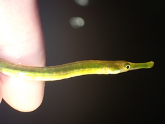 Syngnathus rostellatus
