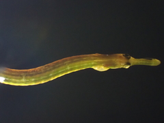 Syngnathus rostellatus