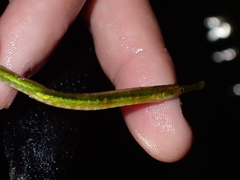 Syngnathus rostellatus