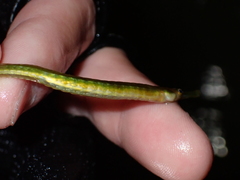 Syngnathus rostellatus
