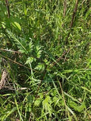 Delphinium anthriscifolium