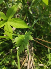 Delphinium anthriscifolium