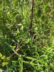 Delphinium anthriscifolium