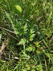 Delphinium anthriscifolium