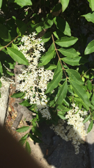 Ligustrum