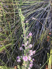 Erica globiceps consors