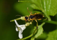 Pamphilius marginatus