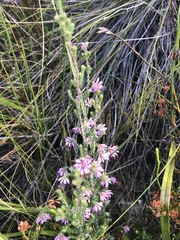 Erica globiceps consors